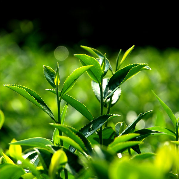 坪山名茶加盟